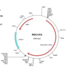 R&D Systems&trade;&nbsp;Human Semaphorin 6C (NP_112175) VersaClone cDNA