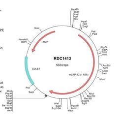 R&D Systems&trade;&nbsp;Mouse ST7/LRP12 (NP_766402) VersaClone cDNA