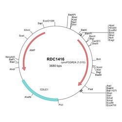 R&D Systems&trade;&nbsp;Cynomolgus Monkey Fc gamma RIIA/CD32a (NP_001270598) cDNA