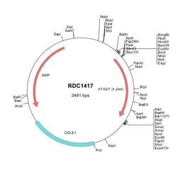 R&D Systems&trade;&nbsp;Human TIGIT (NP_776160) VersaClone cDNA