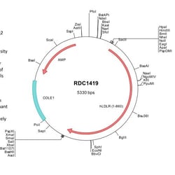 R&D Systems&trade;&nbsp;Human LDLR (NP_000518) VersaClone cDNA