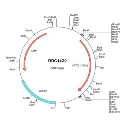 R&D Systems™ Human CD2 (NP_001758) VersaClone cDNA