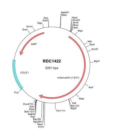 R&D Systems™ Mouse Semaphorin 4G (NP_036106) VersaClone cDNA