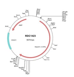 R&D Systems&trade;&nbsp;Human EphA1 (NP_005223) VersaClone cDNA