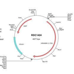 R&D Systems™ Human RHAMM/CD168 (NP_036617) VersaClone cDNA