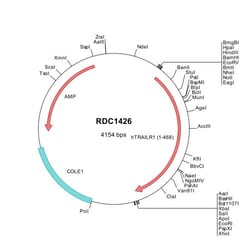 R&D Systems™ Human TRAILR1/TNFRSF10A (NP_003835) VersaClone cDNA