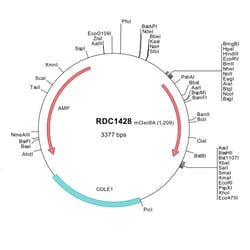 R&D Systems&trade;&nbsp;Mouse Dectin-2/CLEC6A (NP_064385) VersaClone cDNA