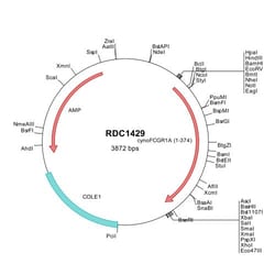 R&D Systems™ Cyno Monkey Fc gamma RI/CD64 (NP_001270969) VersaClone cDNA