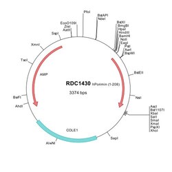 R D Systems Human Porimin (NP_443164) VersaClone cDNA 10 &mu;g | Buy Online | R&amp;D Systems&trade; | Fisher Scientific