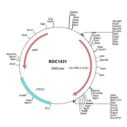 R&D Systems™ Mouse IL-5 R alpha/CD125 (NP_032396) VersaClone cDNA