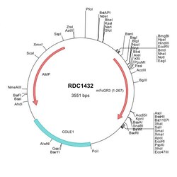 R&D Systems&trade;&nbsp;Mouse Fc gamma RIII (CD16) (NP_034318) VersaClone cDNA