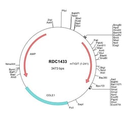 R&D Systems&trade;&nbsp;Mouse TIGIT (NP_001139797) VersaClone cDNA