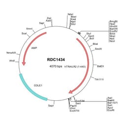 R&D Systems&trade;&nbsp;Human TRAIL R2/TNFRSF10B (NP_003833) VersaClone cDNA