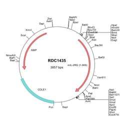 R D Systems Mouse Common gamma Chain/IL-2 Rg (NP_038591) VersaClone cDNA 10 &mu;g | Buy Online | R&amp;D Systems&trade; | Fisher Scientific