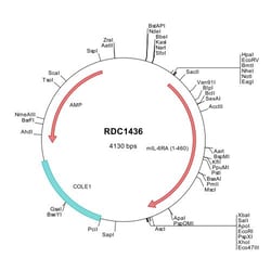 R&D Systems™ Mouse IL-6R alpha (NP_034689) VersaClone cDNA