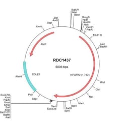 R&D Systems™ Mouse FGFR2 beta (AAI72174) VersaClone cDNA