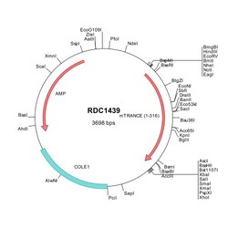 R&D Systems&trade;&nbsp;Mouse TRANCE/TRANK L (NP_035743) VersaClone cDNA
