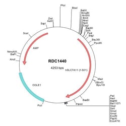 R&D Systems&trade;&nbsp;Human xCT/SLC7A11 (NP_055146) VersaClone cDNA