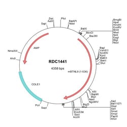R&D Systems&trade;&nbsp;Mouse BTNL9 (NP_766381) VersaClone cDNA