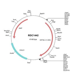 R&D Systems™ Human BTNL3 (NP_932079) VersaClone cDNA