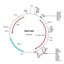 R&D Systems™ Mouse IL-9R (NP_032400) VersaClone cDNA