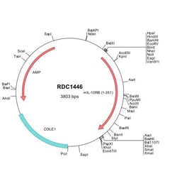 R&D Systems™ Mouse IL-10 R beta (NP_032375) VersaClone cDNA
