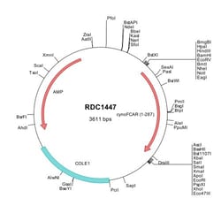 R&D Systems™ Cynomolgus Monkey FCAR/CD89 (XP_0055790398) VersaClone cDNA
