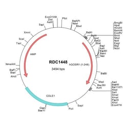 R&D Systems&trade;&nbsp;Human GOSR1/GS28 (NP_001007026) VersaClone cDNA