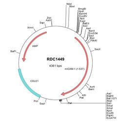 R&D Systems™ Mouse ICAM-1/CD54 (NP_034623) VersaClone cDNA