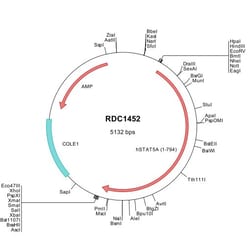 R&D Systems&trade;&nbsp;Human STAT5a (NP_003143) VersaClone cDNA