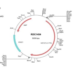 R&D Systems&trade;&nbsp;Human STAT3 (NP_644805) VersaClone cDNA