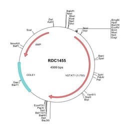 R&D Systems™ Human STAT1 (NP_009330) VersaClone cDNA