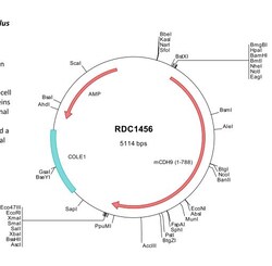 R&D Systems&trade;&nbsp;Mouse Cadherin-9 (NP_033999) VersaClone cDNA