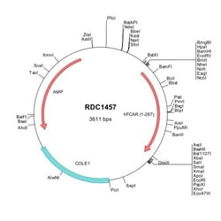 R&D Systems&trade;&nbsp;Human FCAR/CD89 (NP_001991) VersaClone cDNA