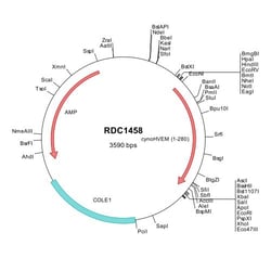 R&D Systems™ Cynomolgus Monkey HVEM (XP_005545061) VersaClone cDNA