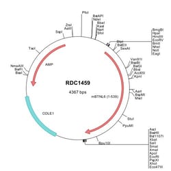 R&D Systems&trade;&nbsp;Mouse BTNL6 (NP_109672) VersaClone cDNA
