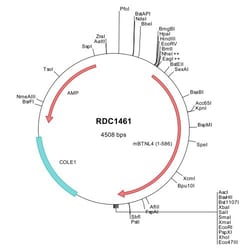 R&D Systems™ Mouse BTNL4 (NP_109671) VersaClone cDNA