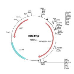 R D Systems Human Activin RIIB (NP_001097) VersaClone cDNA 10 &mu;g | Buy Online | R&amp;D Systems&trade; | Fisher Scientific