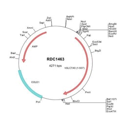 R&D Systems&trade;&nbsp;Human SLC7A5/LAT1 (NP_003477) VersaClone cDNA