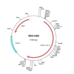 R&D Systems&trade;&nbsp;Human TRIL (NP_055632) VersaClone cDNA