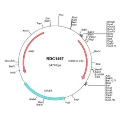 R&D Systems&trade;&nbsp;Human CD48/SLAMF2 (NP_001769) VersaClone cDNA