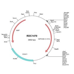 R&D Systems™ Human EpCAM/TROP1 (NP_002345) VersaClone cDNA