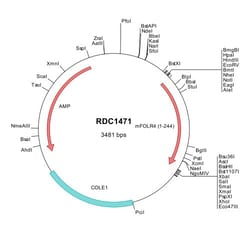R&D Systems&trade;&nbsp;Mouse FOLR4 (NP_075026) VersaClone cDNA