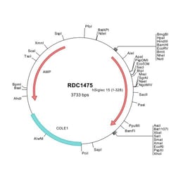 R&D Systems&trade;&nbsp;Human Siglec-15 (NP_998767) VersaClone cDNA