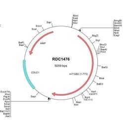R&D Systems&trade;&nbsp;Mouse Integrin beta 2/CD18 (NP_032430) VersaClone cDNA