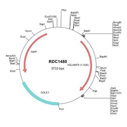R&D Systems&trade;&nbsp;Human CD84/SLAMF5 (NP_003865) VersaClone cDNA