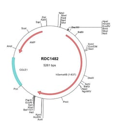 R&D Systems&trade;&nbsp;Human Semaphorin 4B (NP_064595) VersaClone cDNA