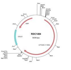 R&D Systems&trade;&nbsp;Mouse Integrin alpha 8 (NP_001001309) VersaClone cDNA