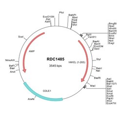 R&D Systems™ Human MICL/CLEC12A (NP_612210) VersaClone cDNA