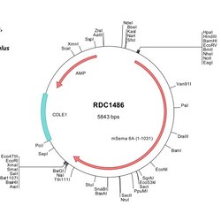 R&D Systems&trade;&nbsp;Mouse Semaphorin 6A (NP_061214) VersaClone cDNA
